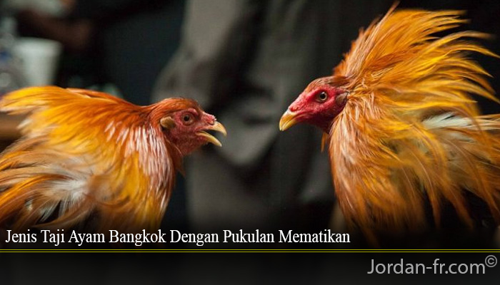 Jenis Taji Ayam Bangkok Dengan Pukulan Mematikan