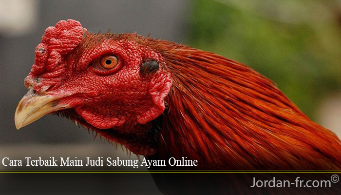 Cara Terbaik Main Judi Sabung Ayam Online
