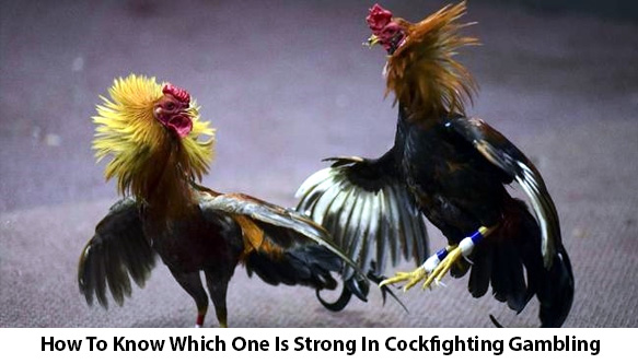 How-To-Know-Which-One-Is-Strong-In-Cockfighting-Gambling